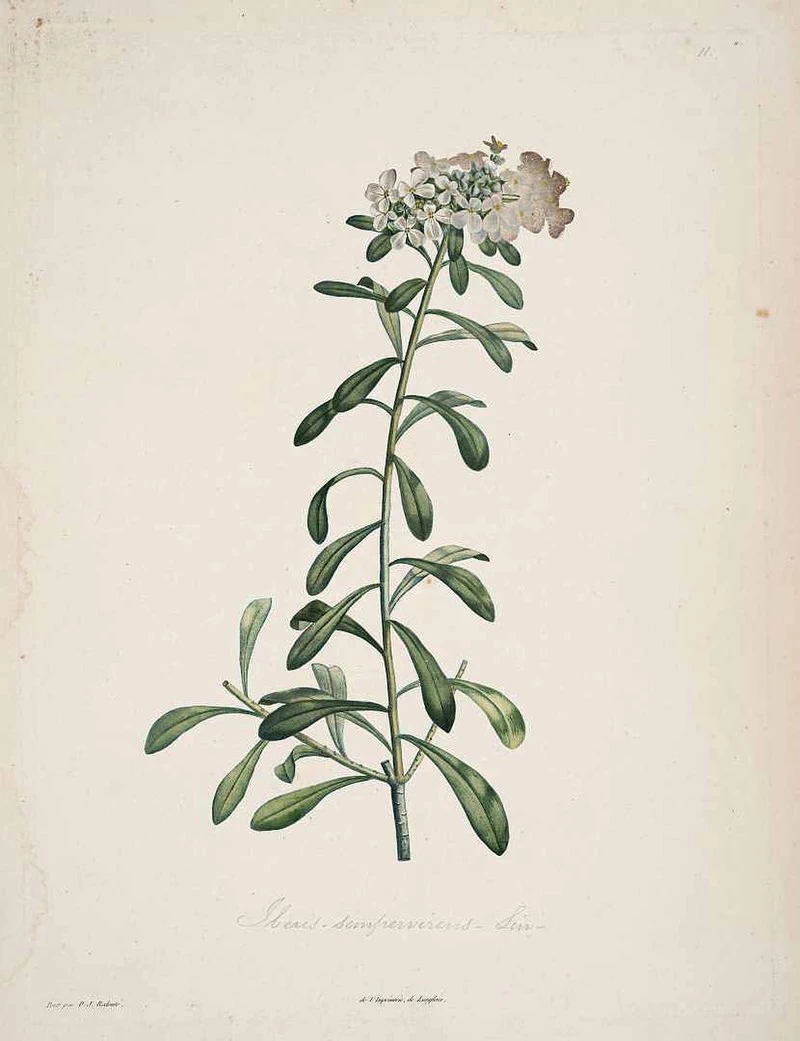 Candytuft (Iberis sempervirens L.)